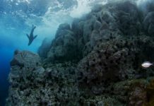 Chile tendrá el parque marino más grande de América