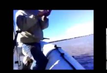 Video muestra una matanza de jabalíes en el río Uruguay