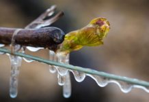 Crean un sistema de sensores para monitorear viñedos por la llegada de heladas