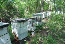 Entre Ríos trabaja en el fortalecimiento de la cadena apícola