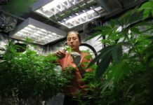 Clubes cannábicos: Uruguay apuesta a los tours y catas para extranjeros