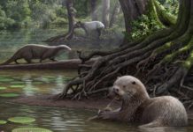 Encontraron una nutria gigante prehistórica de dos metros en China