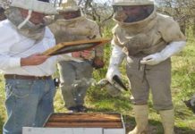 Entre Ríos promueve medidas de apoyo a pequeños productores de miel