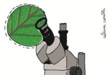 Marihuana: se profundiza el debate científico sobre su uso medicinal