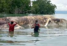 Identificaron a la gigantesca criatura marina de Indonesia y no era lo que parecía en un principio