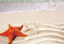 El turismo levanta vuelo