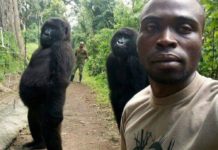 La curiosa selfie de dos gorilas de pie y en pose (y porqué no debería sorprendernos tanto)