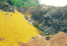 Por qué en Tucumán tiran limones y hay riesgo de que se pierdan 150.000 toneladas