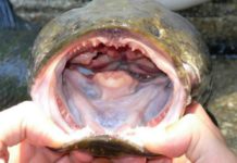 «Si lo encontrás, matalo y congelalo»: alerta en Estados Unidos por el voraz pez cabeza de serpiente, que respira fuera del agua