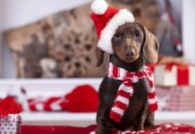 Navidad y Año Nuevo: 7 tips para cuidar a los perros