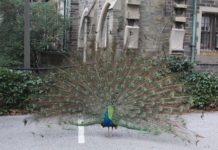 Coronavirus: Nueva York es el punto con más infectados del planeta y se adapta a una nueva vida