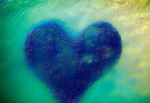 Un tiburón nadando en un corazón de salmones: la mejor fotografía con dron de 2020