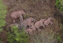 La extraordinaria imagen del descanso que se tomó la manada de elefantes que ha viajado 500 kilómetros por el sur de China