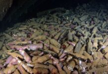 El tesoro oculto en las botellas de cerveza de un barco hundido hace 120 años