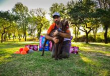 Día Mundial del Perro: qué es lo que más pregunta la gente en Google sobre los perros