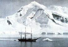 El único insecto de la Antártida, que puede sobrevivir dos años congelado, es también el único animal terrestre que vive allí