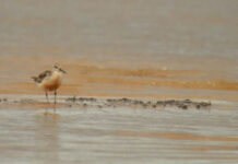 De Alaska a Tierra del fuego con escala en Concepción del Uruguay