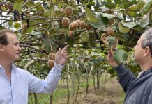 Bordet recorrió la primera cosecha de kiwis de Entre Ríos
