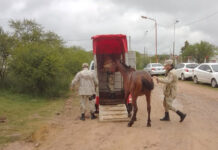 Enviaron otro caballo a Tekove Mymba, suman 108