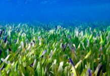 El hallazgo por accidente de la planta más grande del mundo