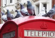 Las sorprendentes habilidades de las palomas (y por qué las defiendo con pasión)
