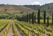 El samurái que salió ilegalmente de Japón en el siglo XIX y se convirtió en el «Rey del vino» en California