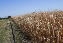 Senadores de Juntos por el Cambio piden la emergencia agropecuaria