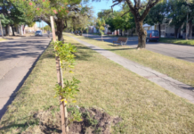 Se plantaron más de mil árboles