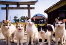 «Nekonomics»: el poder de los gatos en la economía japonesa