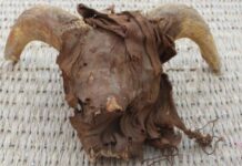 El misterio de los 2.000 cráneos de carnero momificados hallados en el templo de Ramsés II