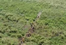 Brigadistas y bomberos de Entre Ríos y Buenos Aires combaten dos focos de incendios en islas del Delta