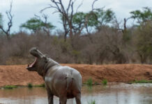 Naturalista uruguayo advierte por posible traslado de hipopótamos al “santuario” Tekove Mymba