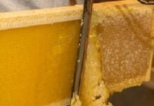 El cooperativismo consolida la cadena de valor apícola entrerriana