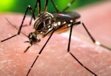 Notifican el fallecimiento de una mujer con diagnóstico positivo de dengue