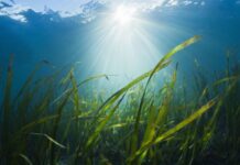 Los preocupantes efectos que tiene el nivel récord de calentamiento de los océanos que los científicos no saben explicar