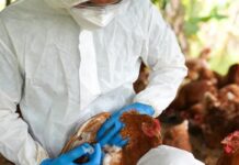 Destacaron el rápido accionar conjunto de la provincia y el Senasa para contener el foco de gripe aviar