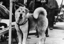 La emotiva historia de Hachiko, el “perro más fiel del mundo” del que este año se conmemora el centenario