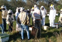 Convocan a capacitarse como inspectores sanitarios apícolas