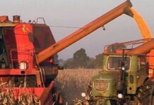 La producción maicera consolida la cadena avícola entrerriana