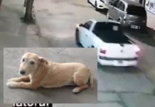 Atropellaron, mataron a la mascota de Bomberos y se dieron a la fuga