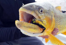 Protección de la especie dorado. Veda “pesca comercial y deportiva”