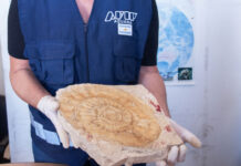 Hay piezas de valor incalculable: Aduana detuvo el contrabando de una enorme colección de 6.400 fósiles