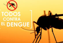 Cómo identificar al mosquito del dengue y en qué momento del día pica más