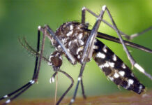 2289: Siguen en aumento los casos de dengue en Entre Ríos