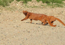Fotografiaron en Entre Ríos tres pumas de una especie en peligro de extinción