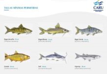 CARU destaca la importancia de respetar la talla mínima de pesca