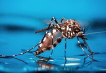 Se registraron 2.460 casos de dengue en Entre Ríos