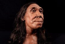 Revelan la cara de una mujer neandertal que vivió hace 75.000 años