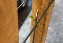 Arbolado: cuidados y recomendaciones para la comunidad