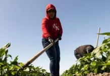 El costo del «sueño americano»: los migrantes que mueren debido a las condiciones de trabajo extremas en EE.UU.